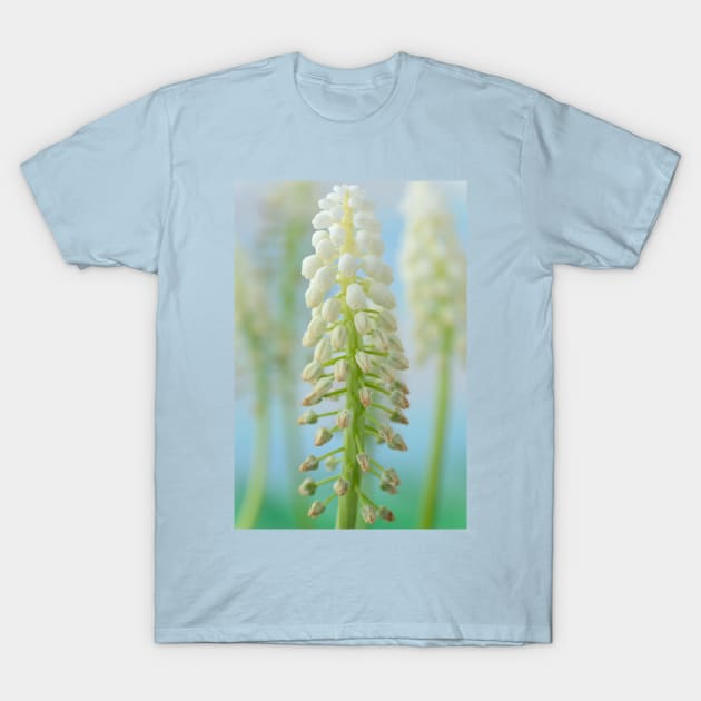 Muscari armeniacum  &#39;Argaei Album&#39;  Grape hyacinth T-Shirt by chrisburrows